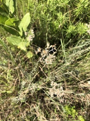 Helichrysum rugulosum