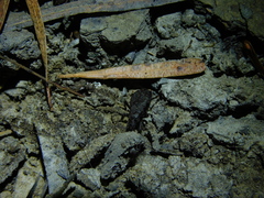 Peirates fuliginosus