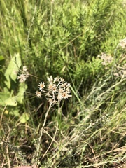 Helichrysum rugulosum