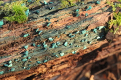Chlorociboria aeruginascens