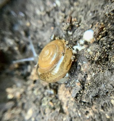 Macrochlamys indica