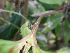 Glabridorsum stokesii