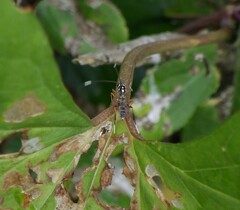 Glabridorsum stokesii
