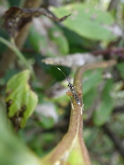 Glabridorsum stokesii