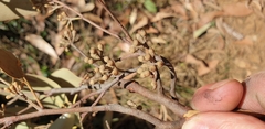 Eucalyptus baxteri