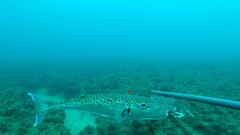 Lagocephalus sceleratus