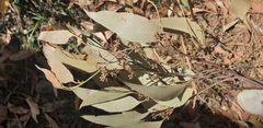 Eucalyptus baxteri