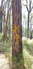 Eucalyptus baxteri