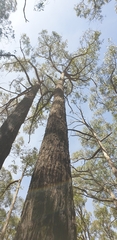Eucalyptus baxteri