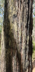 Eucalyptus baxteri
