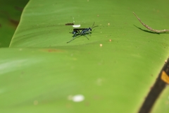 Chalybion bengalense