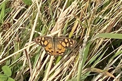 Heteronympha penelope