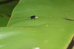 Chalybion bengalense