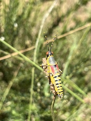 Zonocerus elegans