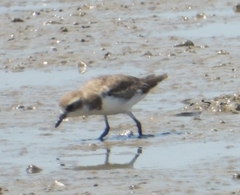 Charadrius mongolus