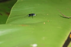 Chalybion bengalense