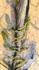 Hydrocharitaceae