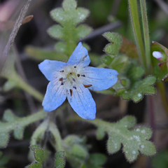 Nemophila