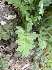 Nemophila phacelioides