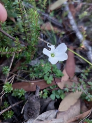 Oxalis magellanica