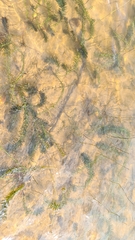 Hydrocharitaceae