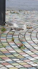 Chroicocephalus novaehollandiae