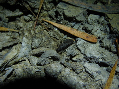 Peirates fuliginosus