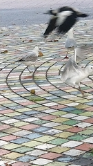 Chroicocephalus novaehollandiae