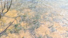 Hydrocharitaceae