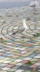 Chroicocephalus novaehollandiae