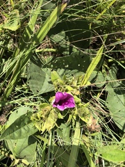 Ipomoea ommanneyi