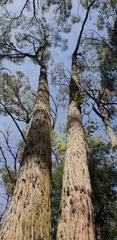 Eucalyptus baxteri
