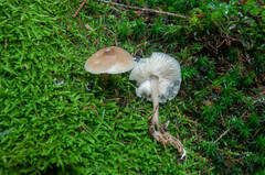 Rhodocollybia asema