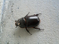 Oryctes nasicornis grypus