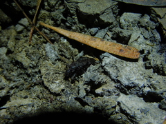 Peirates fuliginosus