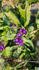 Anchusa undulata
