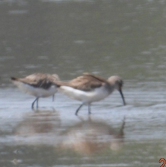 Calidris ferruginea