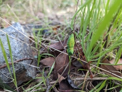 Papilionidae