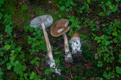 Amanita submembranacea