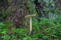 Amanita submembranacea