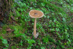 Amanita submembranacea