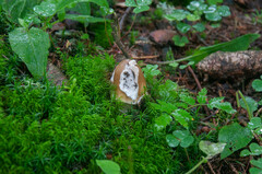 Amanita submembranacea