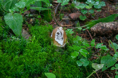 Amanita submembranacea
