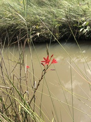 Hesperantha coccinea