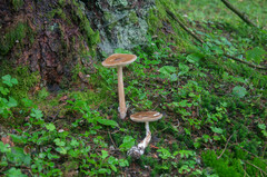 Amanita submembranacea