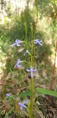 Lobelia gibbosa