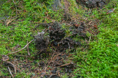 Thelephora terrestris