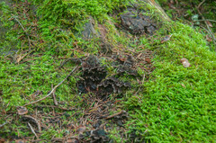 Thelephora terrestris