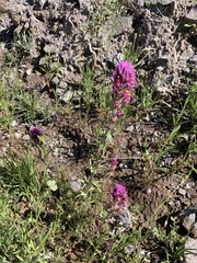 Castilleja exserta exserta