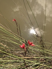 Hesperantha coccinea